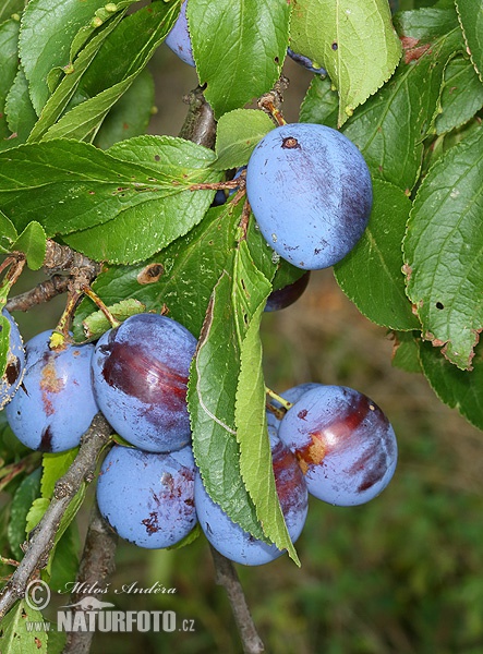 Slivka domáca (Prunus domestica)