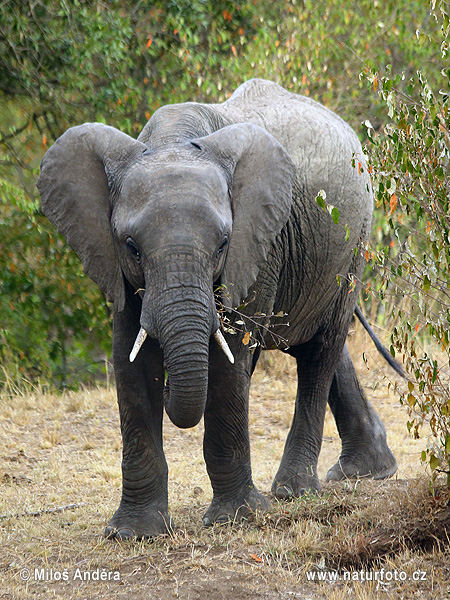 Slon africky stepny (Loxodonta africana)