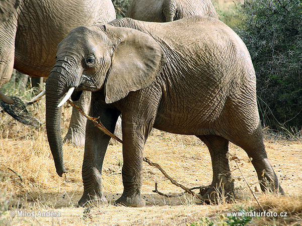 Slon africky stepny (Loxodonta africana)