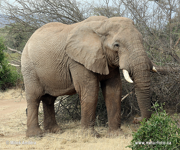 Slon africky stepny (Loxodonta africana)