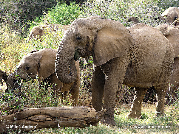 Slon africky stepny (Loxodonta africana)