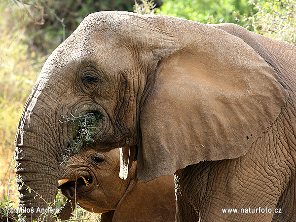 Slon africky stepny (Loxodonta africana)