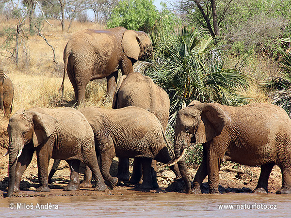 Slon africky stepny (Loxodonta africana)