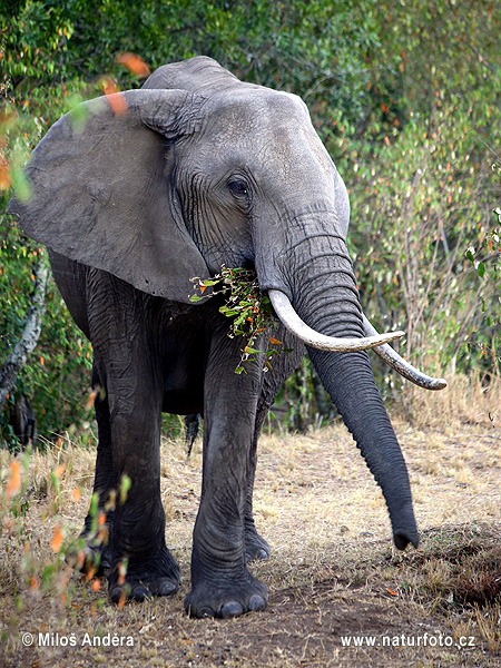 Slon africky stepny (Loxodonta africana)