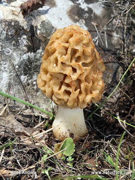 smrčok jedlý (Morchella esculenta)