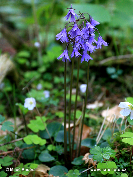 Soldanelka horská (Soldanella montana)