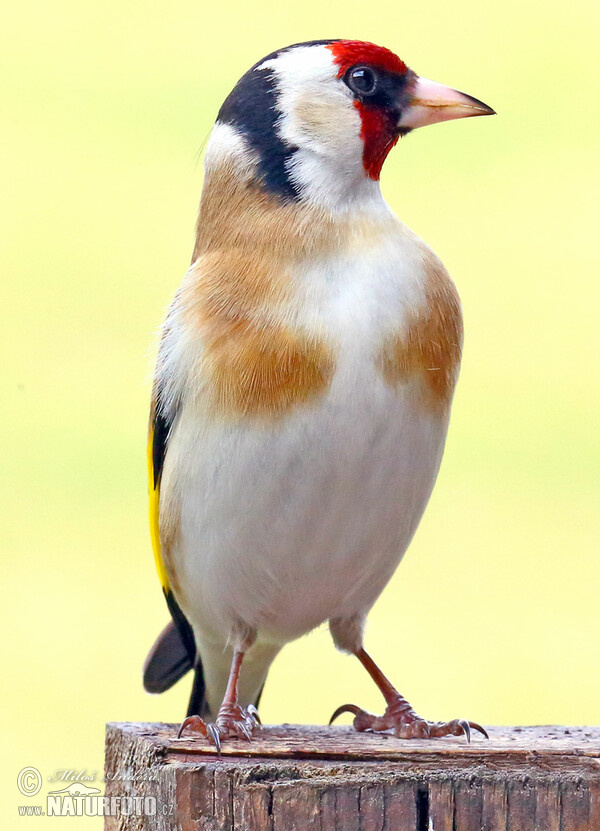 Stehlík obecný (Carduelis carduelis)