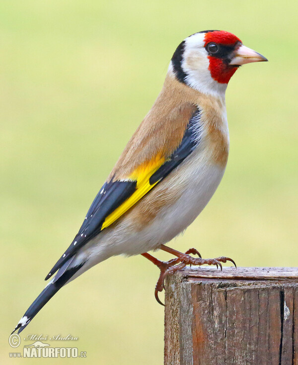 Stehlík obecný (Carduelis carduelis)