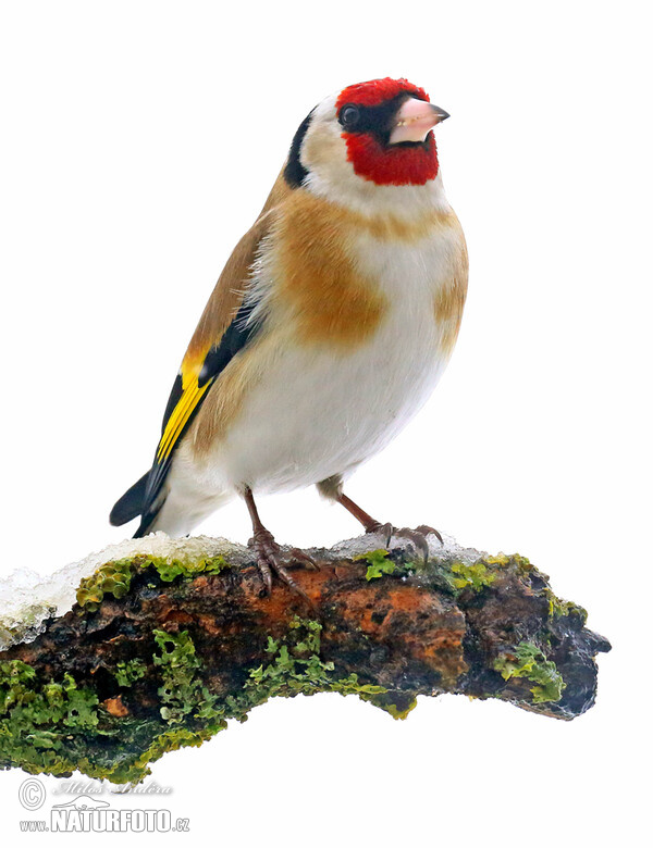 Stehlík obecný (Carduelis carduelis)