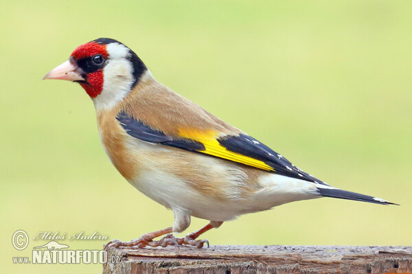 Stehlík obecný (Carduelis carduelis)