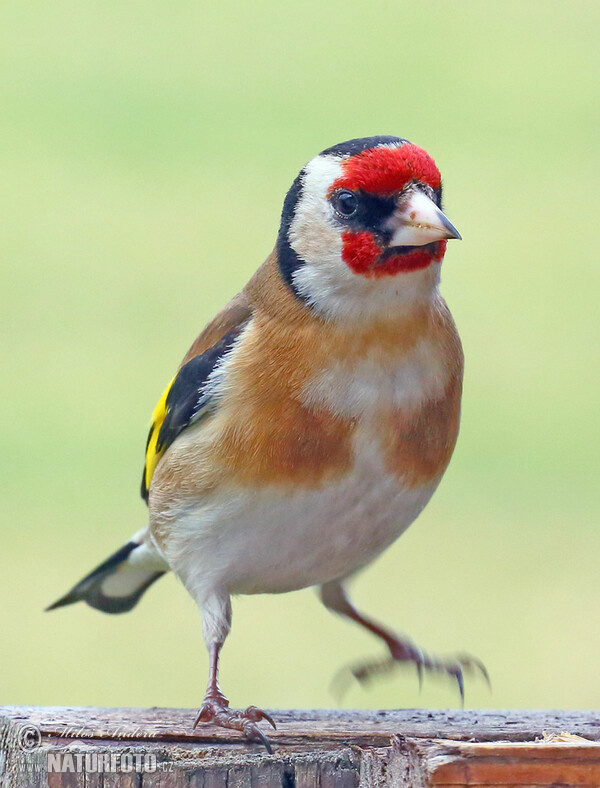 Stehlík obecný (Carduelis carduelis)