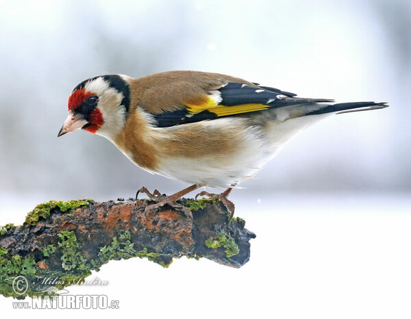 Stehlík obecný (Carduelis carduelis)