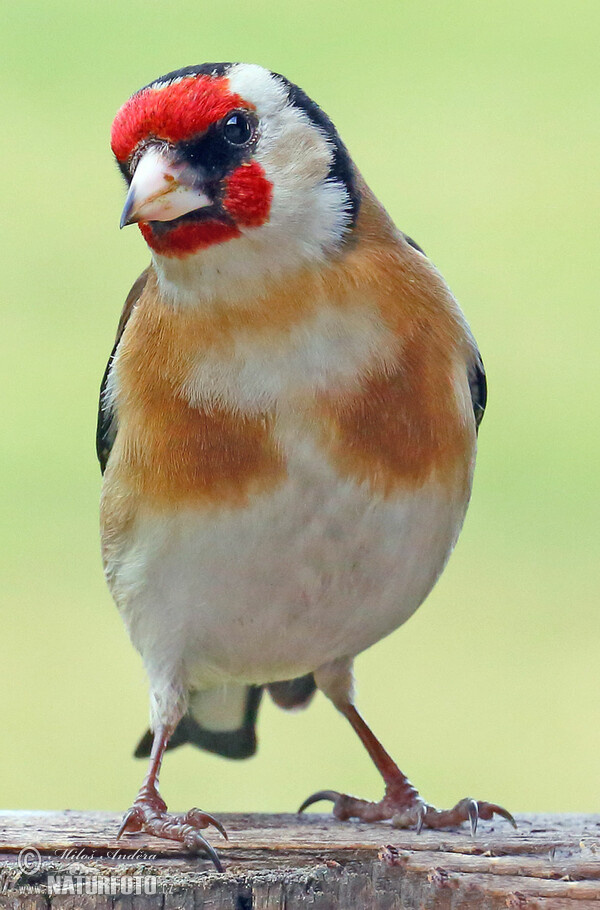 Stehlík obecný (Carduelis carduelis)