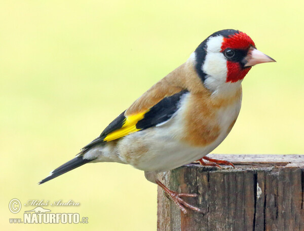 Stehlík obecný (Carduelis carduelis)