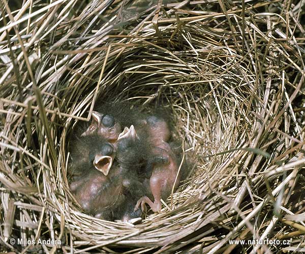 Strnádka trsťová (Emberiza schoeniclus)