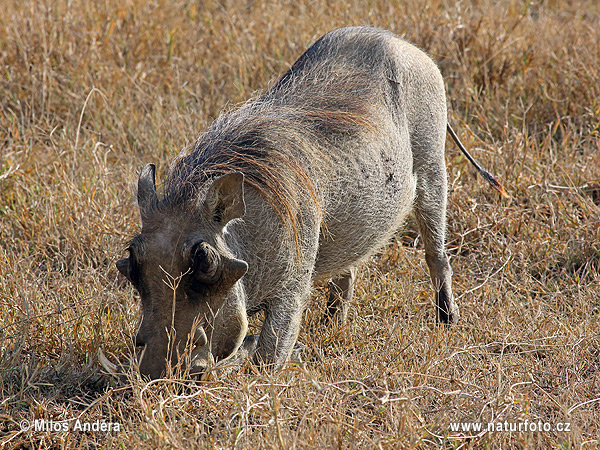 Sviňa bradavičnatá (Phacochoerus africanus)