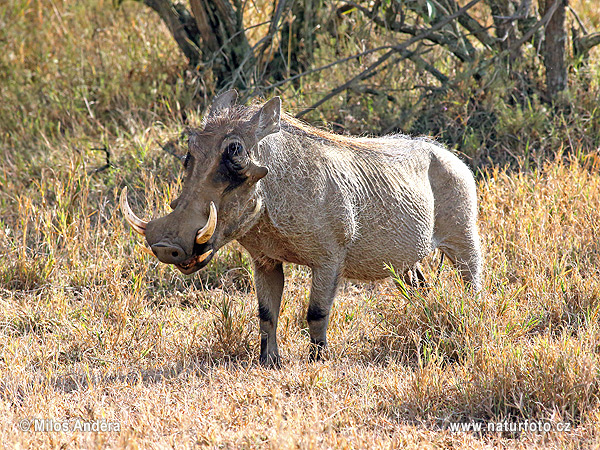 Sviňa bradavičnatá (Phacochoerus africanus)