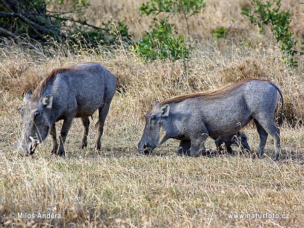 Sviňa bradavičnatá (Phacochoerus africanus)