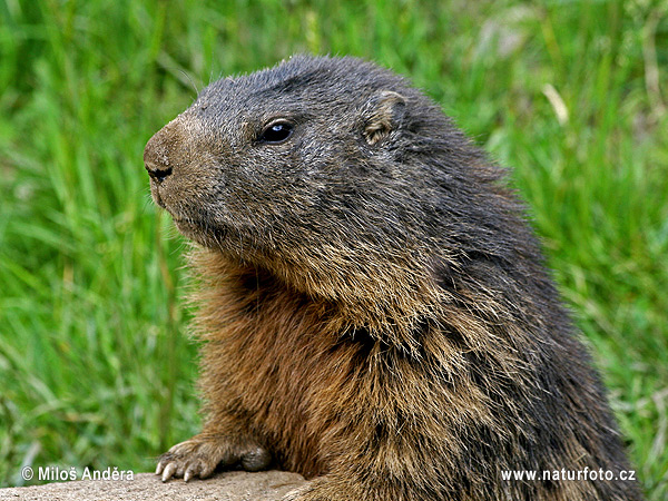 Svišť vrchovský (Marmota marmota)