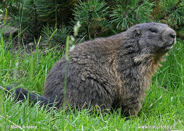 Svišť vrchovský (Marmota marmota)