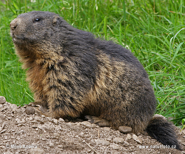 Svišť vrchovský (Marmota marmota)