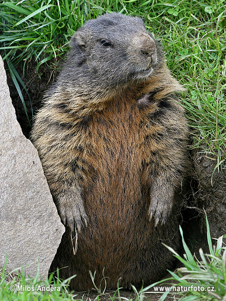 Svišť vrchovský (Marmota marmota)