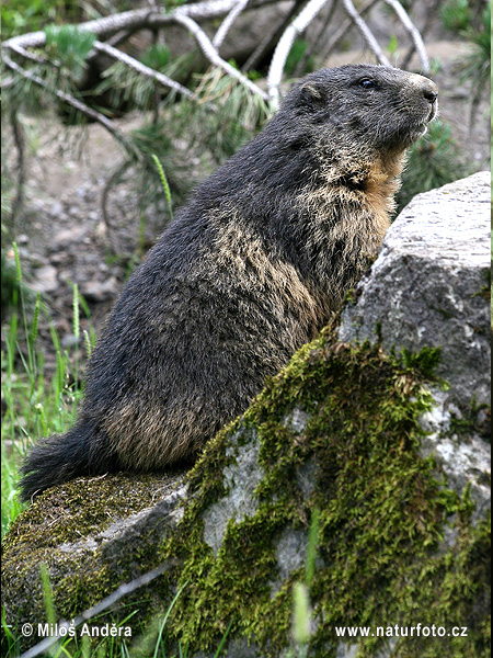 Svišť vrchovský (Marmota marmota)