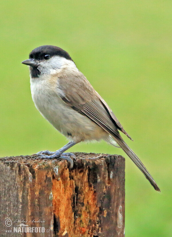 Sýkora babka (Parus palustris)