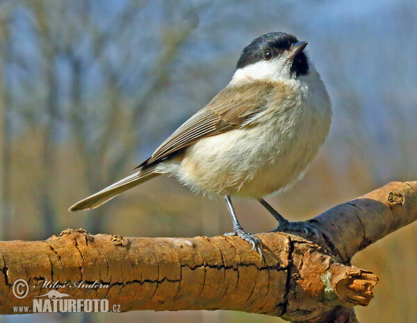 Sýkora babka (Parus palustris)