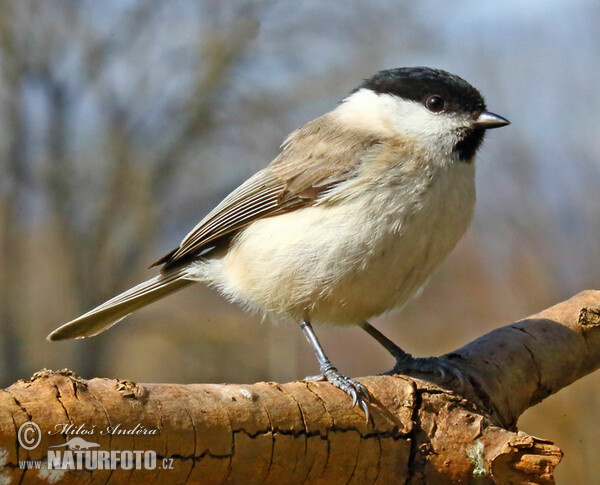 Sýkora babka (Parus palustris)