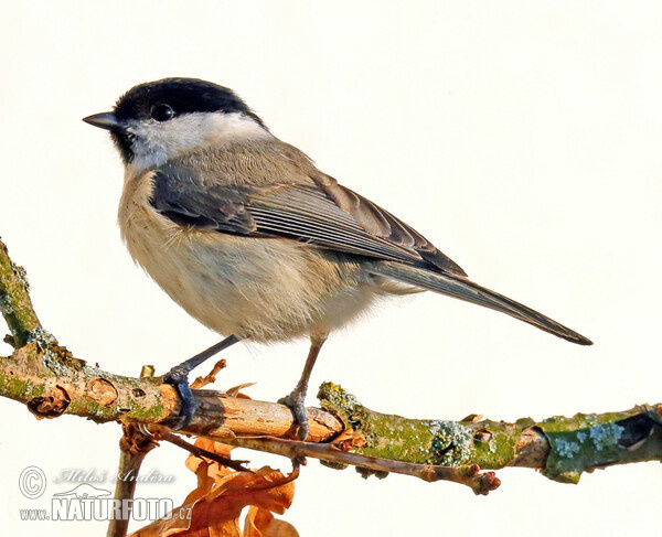 Sýkora babka (Parus palustris)