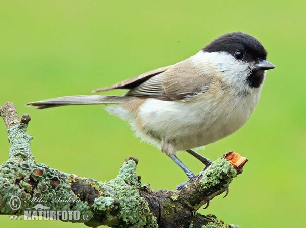 Sýkora babka (Parus palustris)