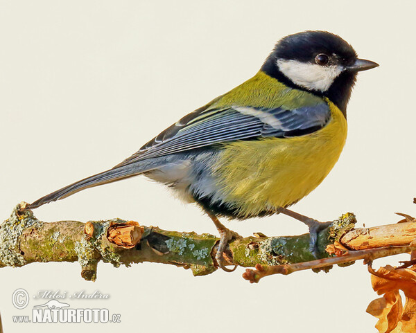 Sýkora koňadra (Parus major)