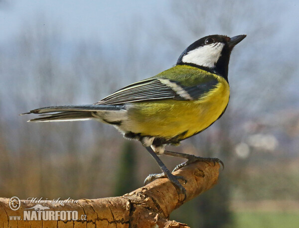 Sýkora koňadra (Parus major)