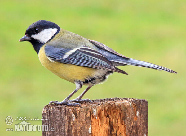 Sýkora koňadra (Parus major)