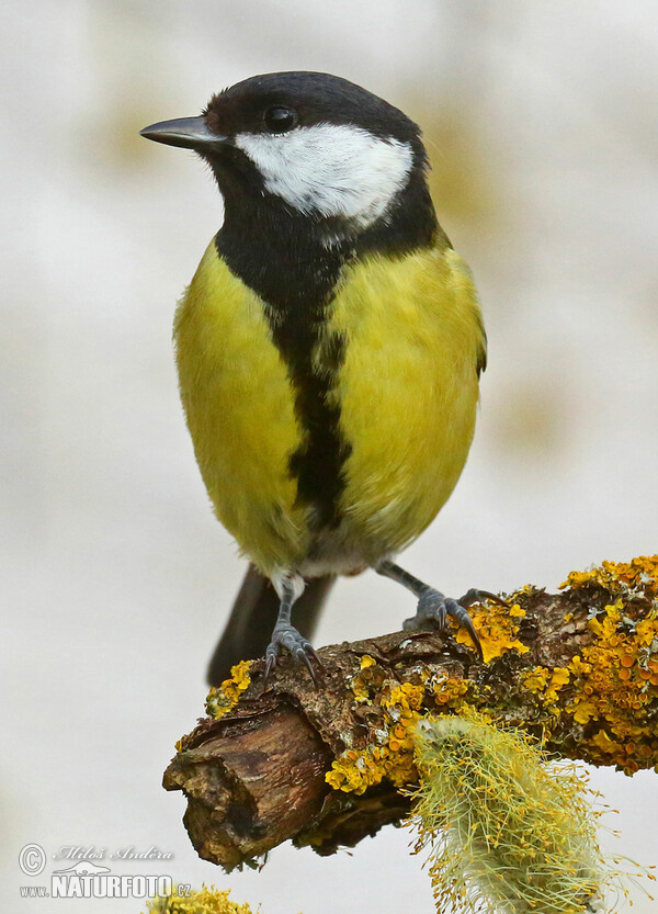 Sýkora koňadra (Parus major)