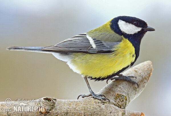 Sýkora koňadra (Parus major)