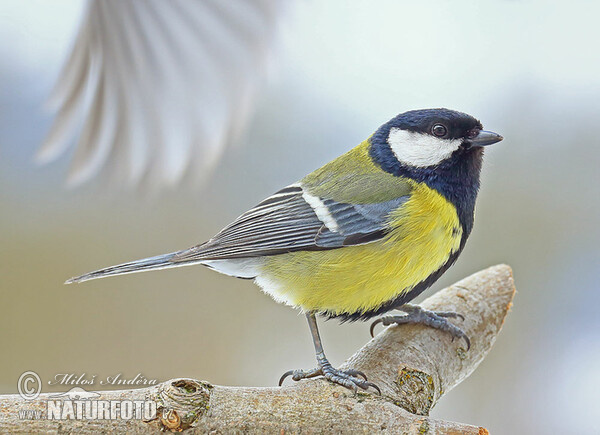 Sýkora koňadra (Parus major)