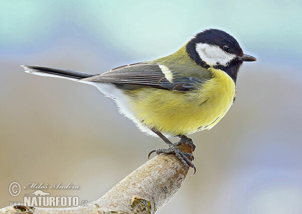 Sýkora koňadra (Parus major)