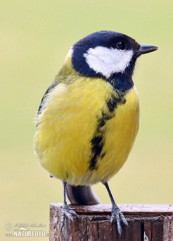 Sýkora koňadra (Parus major)