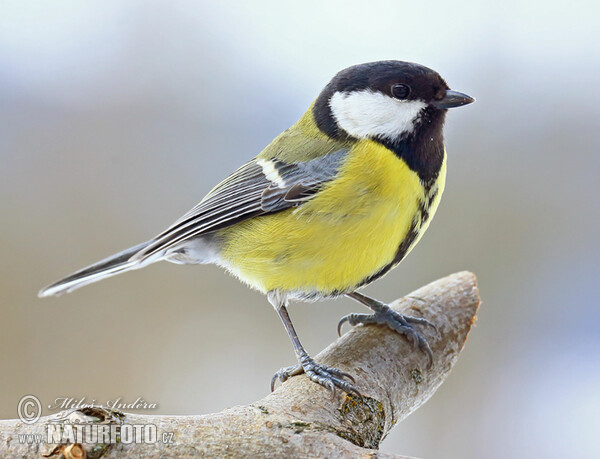 Sýkora koňadra (Parus major)