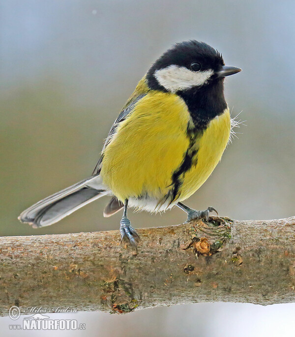 Sýkora koňadra (Parus major)