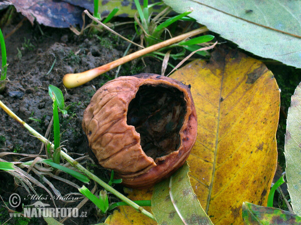 Sýkora koňadra - poškozený ořech (Parus major)