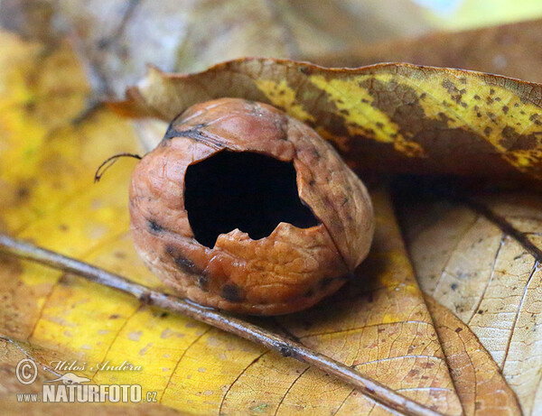 Sýkora koňadra - poškozený ořech (Parus major)