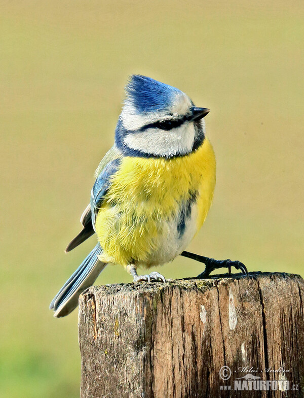 Sýkora modřinka (Cyanistes caeruleus)