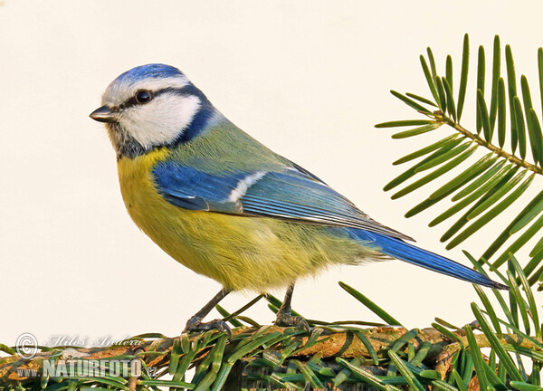 Sýkora modřinka (Cyanistes caeruleus)