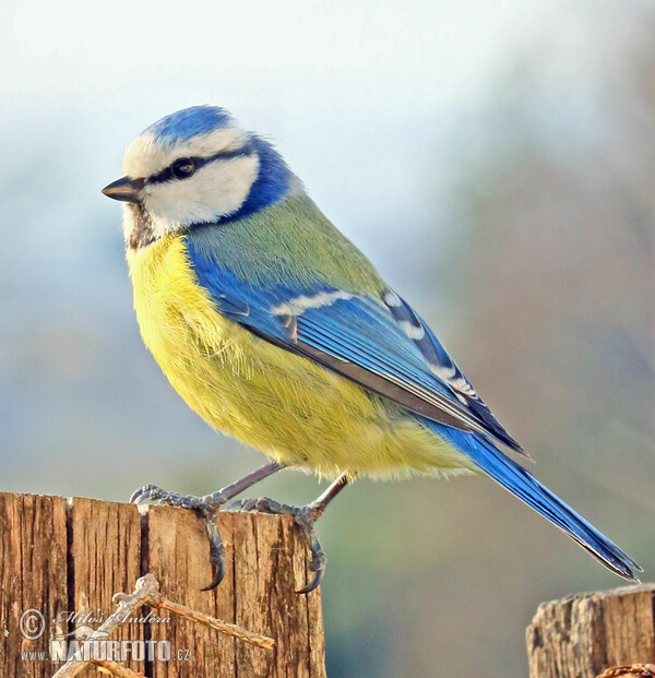 Sýkora modřinka (Cyanistes caeruleus)