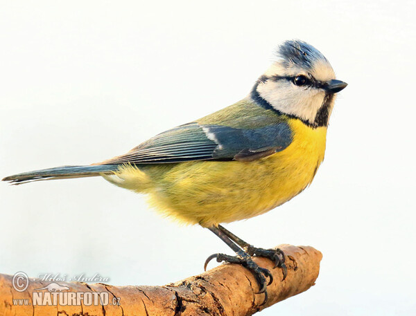 Sýkora modřinka (Cyanistes caeruleus)