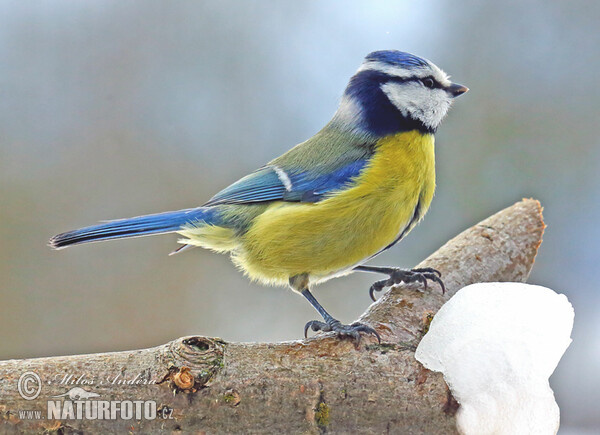 Sýkora modřinka (Cyanistes caeruleus)