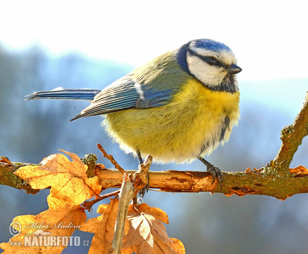 Sýkora modřinka (Cyanistes caeruleus)